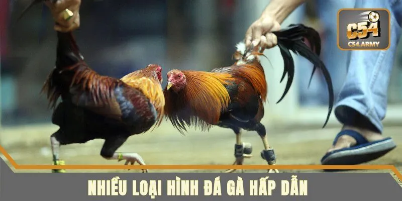 Nhiều loại hình cược đấu kê độc đáo