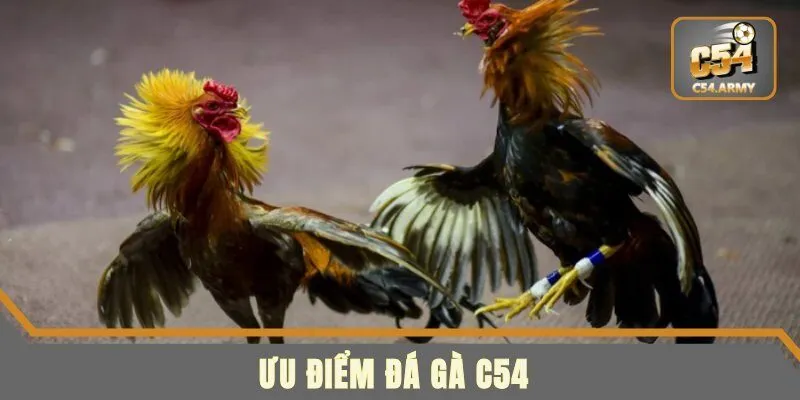 Những ưu điểm hấp dẫn khi đá gà tại C54