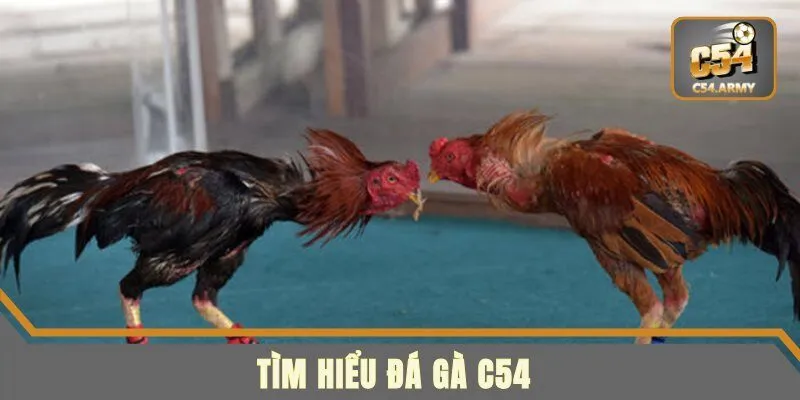 Tìm hiểu đá gà C54 rất hấp dẫn
